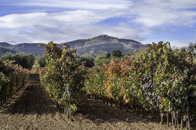 La bodega de Vico cuenta con viñas en Arnedo, Bergasa, Grávalos, Herce, Quel, Santa Eulalia y Villarroya. /Justo Rodriguez