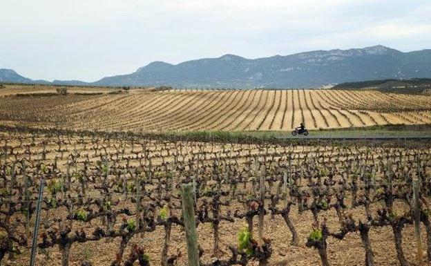 Un viñedo de La Rioja /Justo Rodriguez