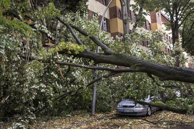 Un árbol caído en un barrio de Berlín, uno de los cientos que fueron derribados o arrancados por el viento de temporal. :: Omer Messinger / EFE/