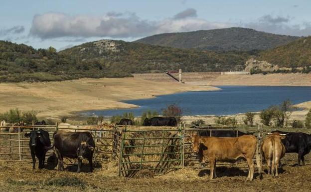 Imagen del embalse de Pajares, con el ganado comiendo en el establo por la ausencia de pastos. :: /Justo Rodriguez