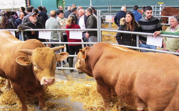 Exposición de animales en la feria de ganado de Villoslada de Cameros. /Pilar Hidalgo