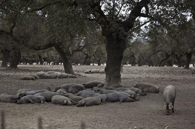 Cerdos de pata negra descansan bajo las encinas de Extremadura mientras disfrutan de la montanera, el engorde en libertad. :: corina arranz/