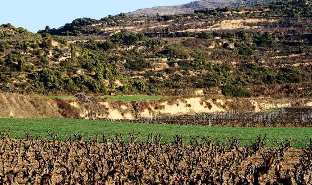 El campo riojano estará atento a cómo se articula la Política Agraria Común. :: miguel herreros/