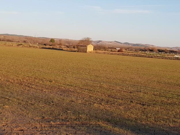 Cultivo de trigo en Murillo de Calahorra ayer por la tarde. :: m.f./