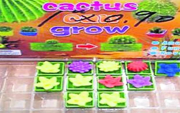 'The cactus can grow'