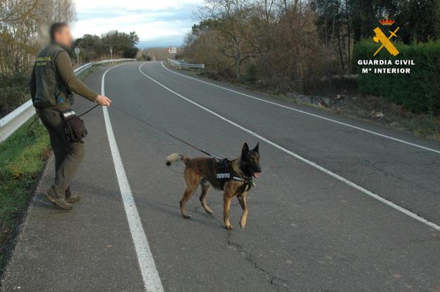 Un agente de la Unidad Canina, durante el rastreo con 'Tiétar'. :: g. c./