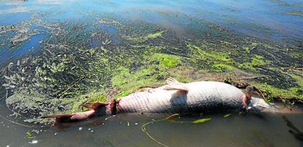 El cadáver de un pez flota rodeado de algas en el golfo de México. :: r. c. Vertidos contaminantes en la costa. :: r. c./