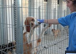 Uno de los siete perros recuperados en la operación de junio. /M. HERREROS/
