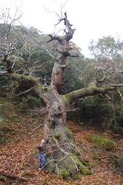 El castaño es un precioso ejemplar de 'Castanea sativa'. /V.RUIZ/