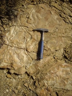 Arriba, yacimiento descubierto en San Vicente (centro) y fósil del tipo de pez al que se atribuyen las huellas (foto facilitada por D. Berthet, conservador del Museo de Ciencias Naturales de Lyon). / L.R./