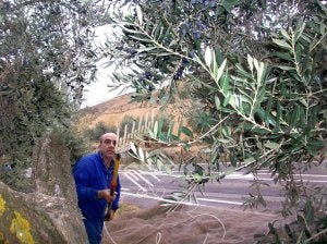 Recogida de oliva negral en Cervera del Río Alhama con un vareador eléctrico. ::
SANDA SAINZ/