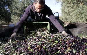Trabajo tradicional. Francisco Sigüenza sigue cada noviembre realizando 'como toda la vida' la laboriosa recogida de la oliva./