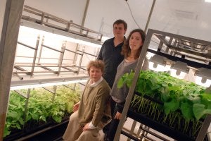 Vojislava Grbic (sentada), Marc Cezaux y Marie Navarro, muestran los daños de la araña roja en unas plantas de judías./A. IGLESIAS/