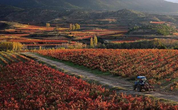 Micología y enoturismo en el otoño más bello en Haro
