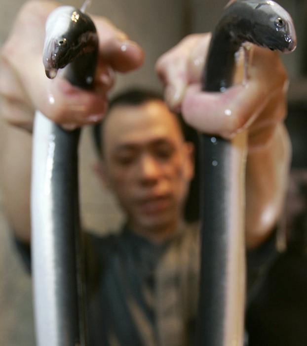 Japón teme quedarse sin anguilas