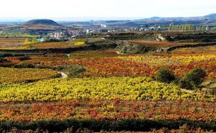 La zona de producción de Rioja