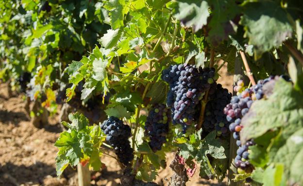 Agricultura cifra la rentabilidad de los viticultores el año pasado entre un 4 y un 11% para las uvas y el vino tinto