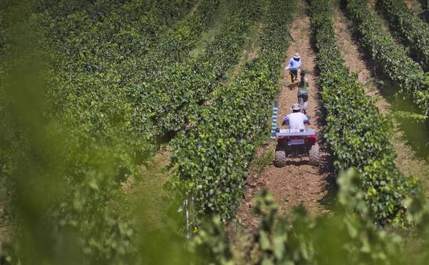 El sector productor pide ayudas para destruir vino ante la crisis de existencias
