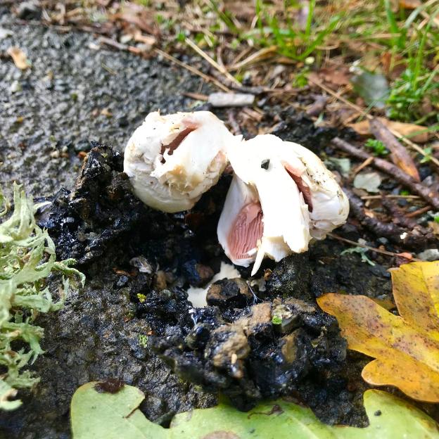 Setas y hongos por doquier, incluso en el asfalto riojano