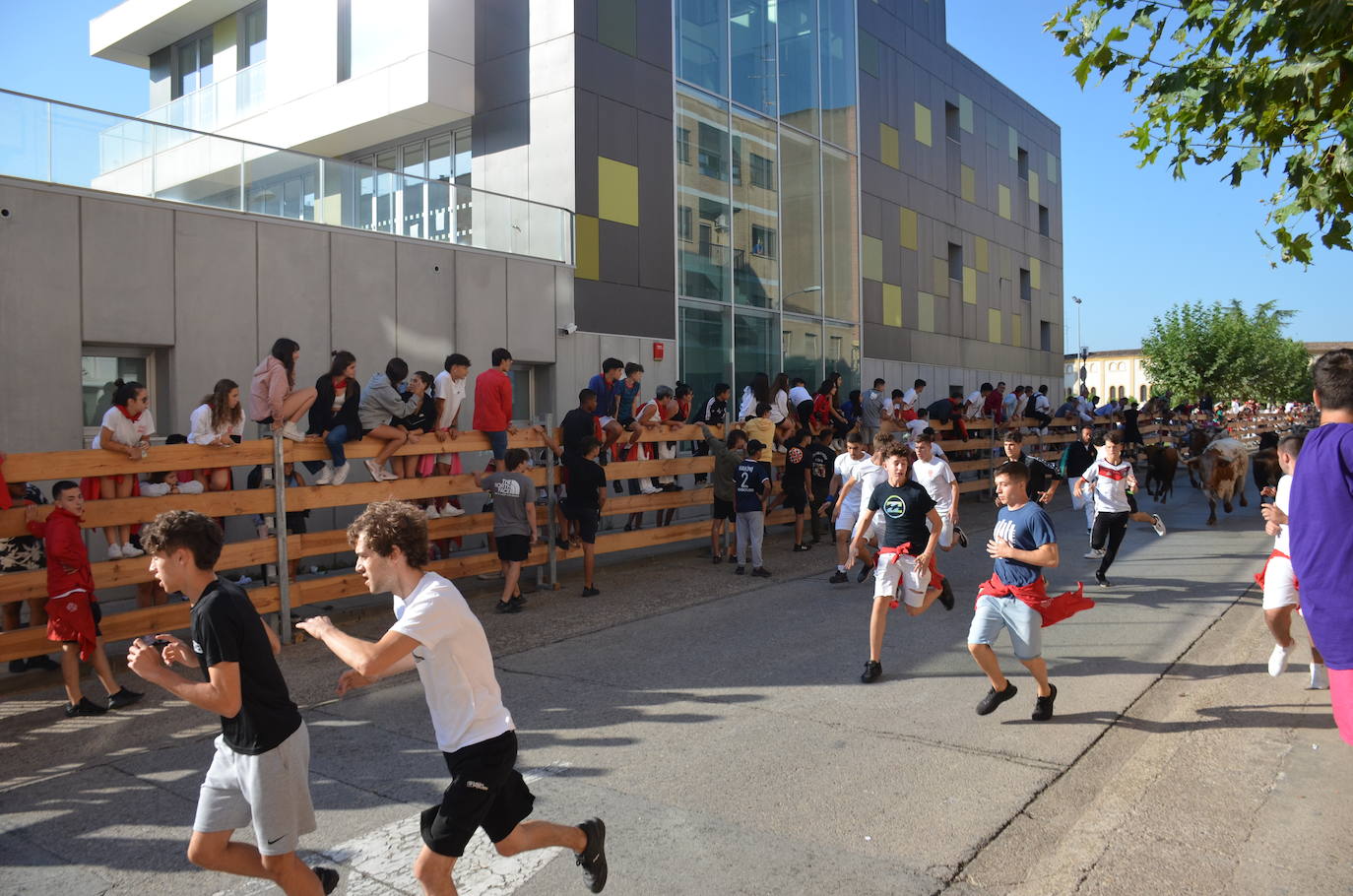 Los toros, protagonistas del último encierro de Calahorra